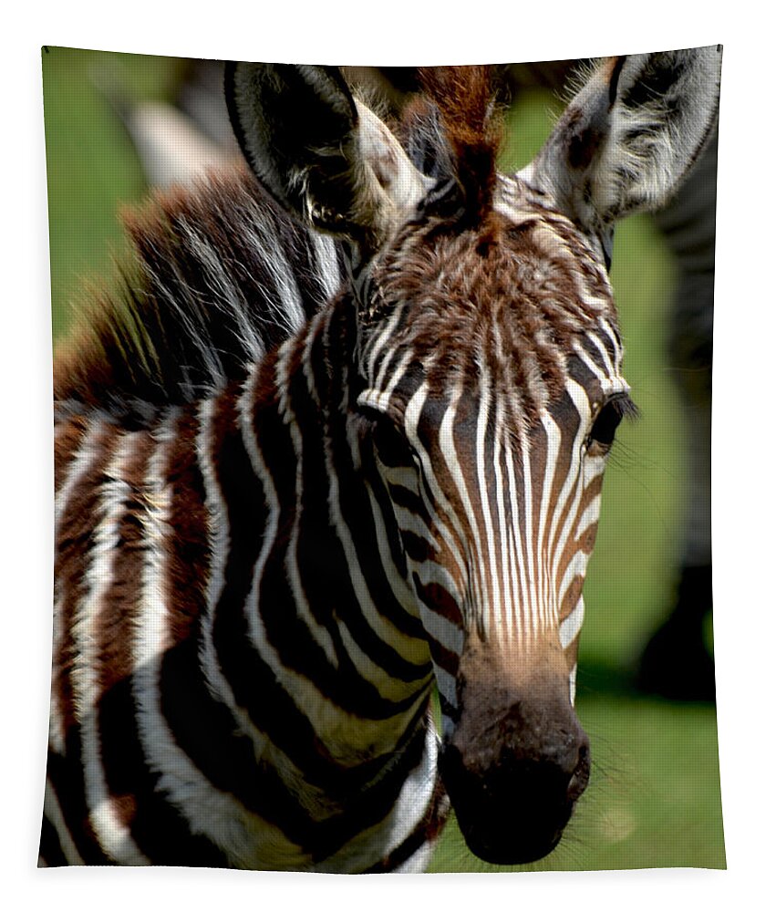 Zebra Tapestry featuring the photograph Zebra Foal 4 by Maggy Marsh