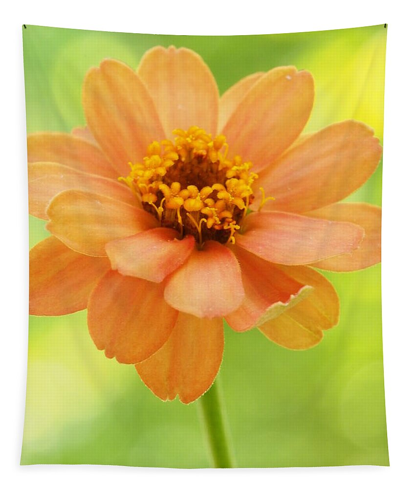 Flowers Tapestry featuring the photograph Zinnia On A Brilliant Spring Day by Dorothy Lee