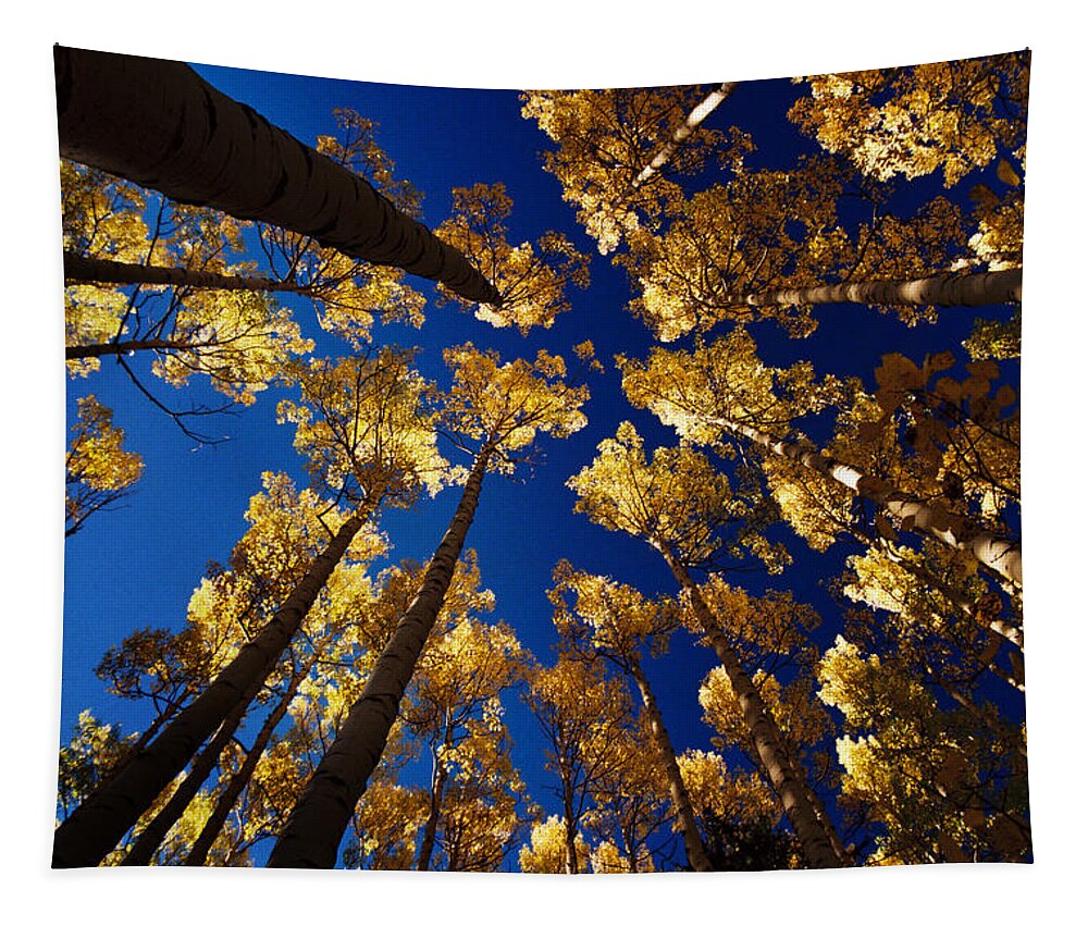 Red River Tapestry featuring the photograph Aspens At Middlefork by Ron Weathers