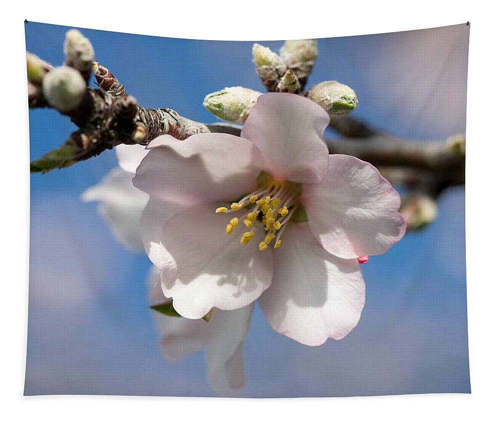 Almond Tapestry featuring the photograph Almond Blossom #1 by Ralf Kaiser