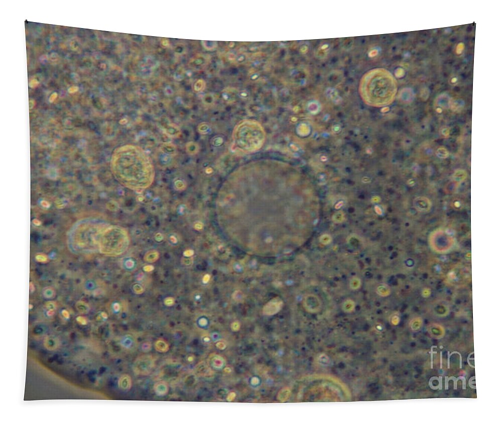 Science Tapestry featuring the photograph Amoeba Proteus Lm #1 by M. I. Walker