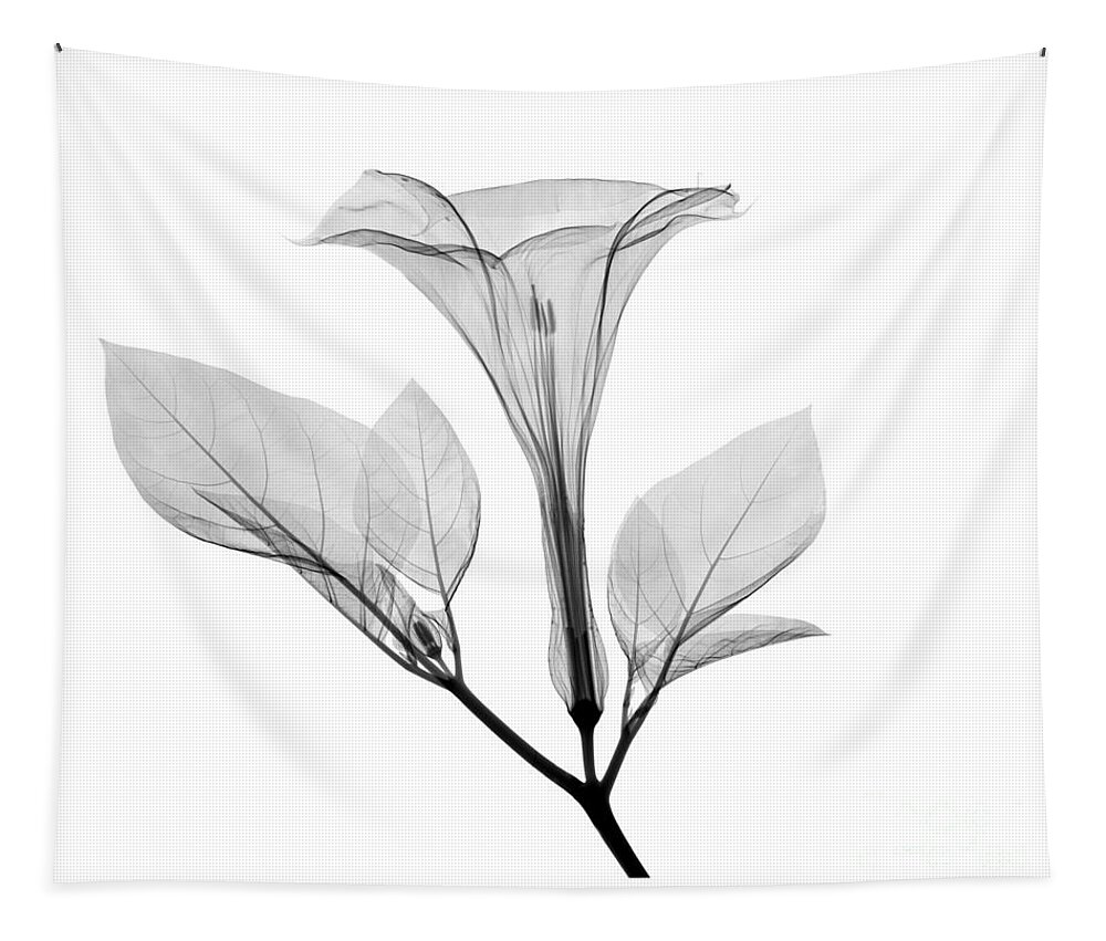 Xray Tapestry featuring the photograph An X-ray Of A Datura Flower #1 by Ted Kinsman