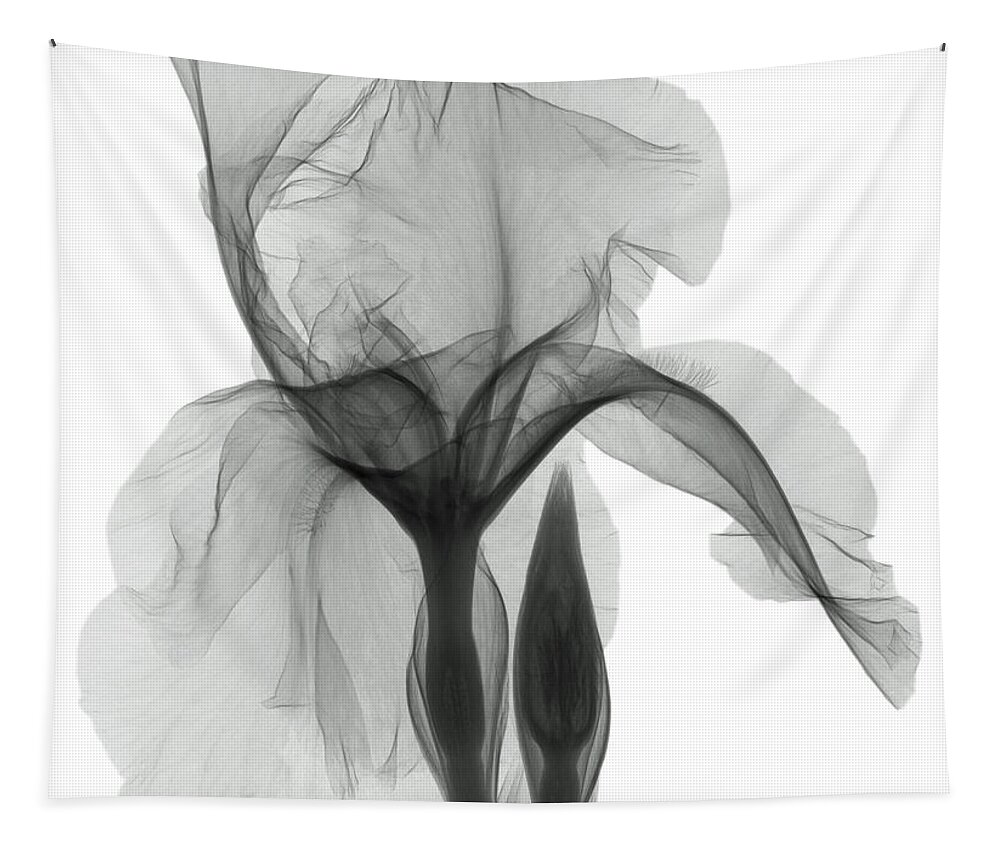 Xray Tapestry featuring the photograph An X-ray Of An Iris Flower by Ted Kinsman