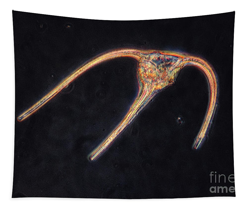 Science Tapestry featuring the photograph Ceratium Sp. Dinoflagellate, Lm #1 by Eric V. Grave