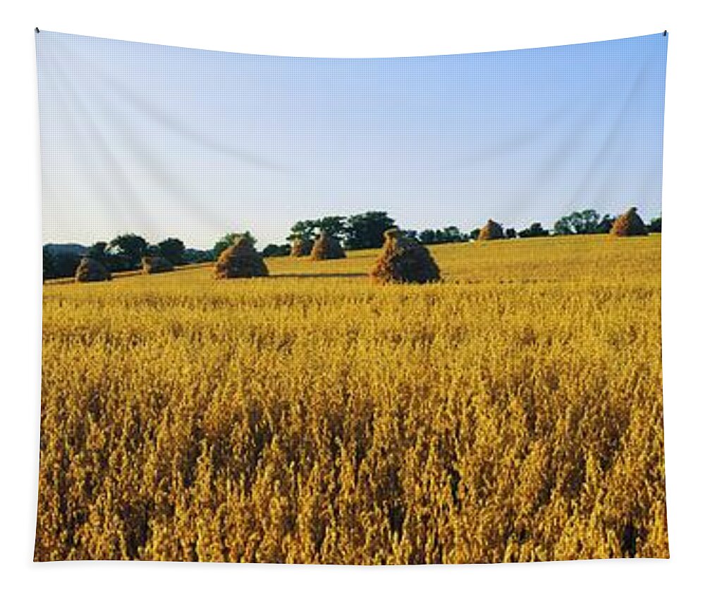 Beauty In Nature Tapestry featuring the photograph Co Down, Ireland Oats #1 by The Irish Image Collection 