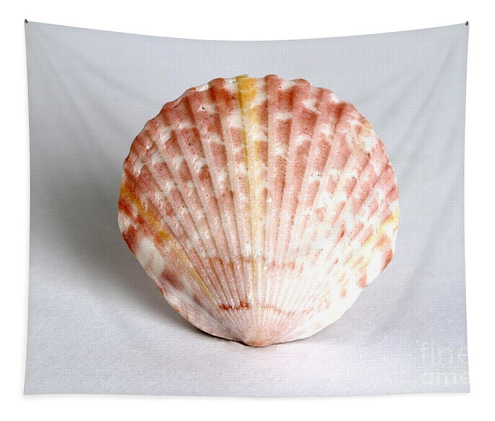 Nature Tapestry featuring the photograph Cockle Shell by Photo Researchers