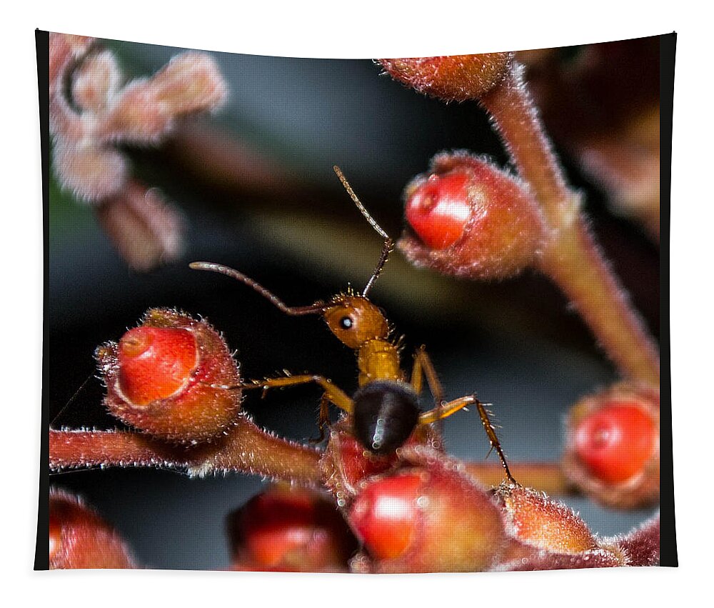 Ant Tapestry featuring the photograph Curious Ant #1 by Shannon Harrington