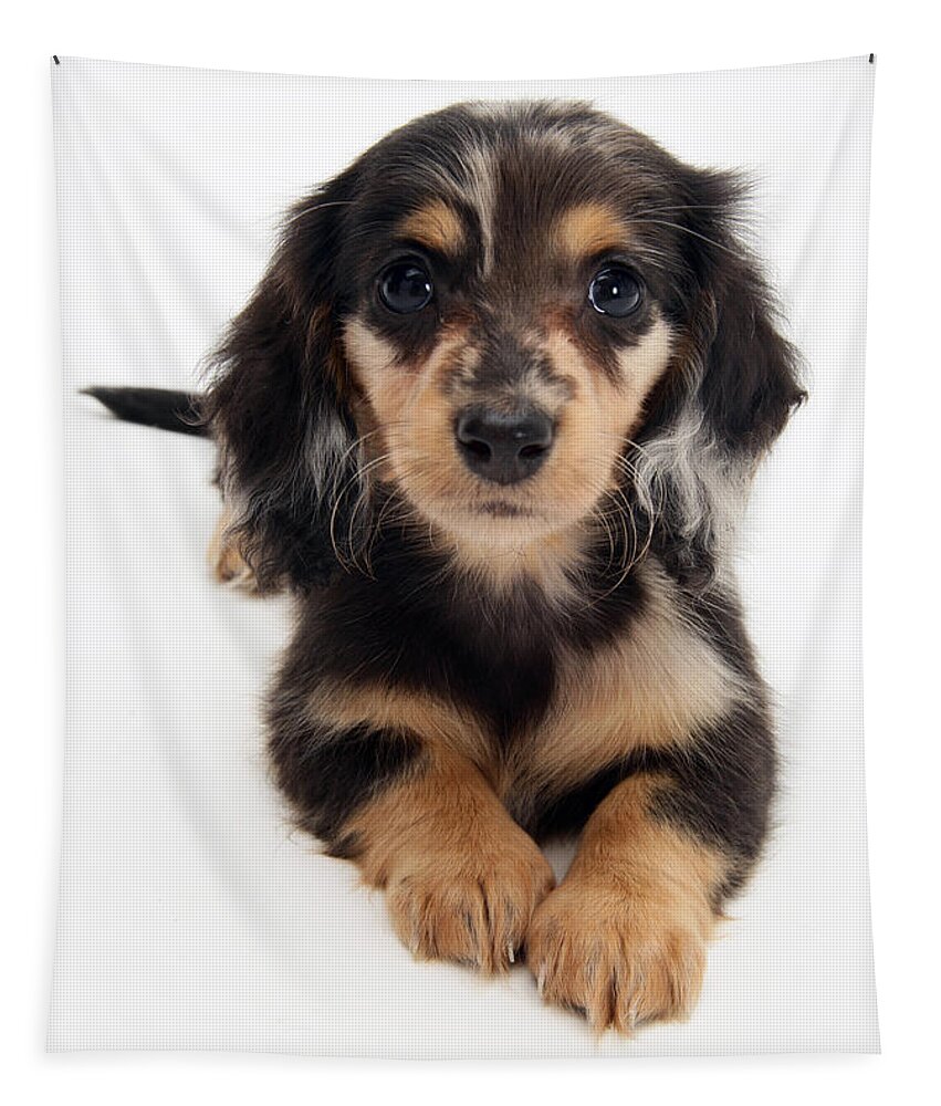 Dachshund Tapestry featuring the photograph Dachshund Pup by Jane Burton
