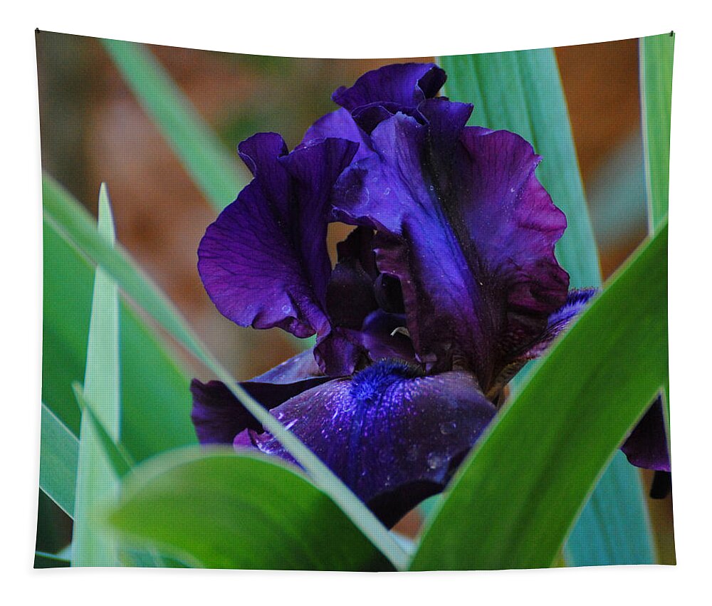 Beautiful Tapestry featuring the photograph Dark Purple Iris by Jai Johnson