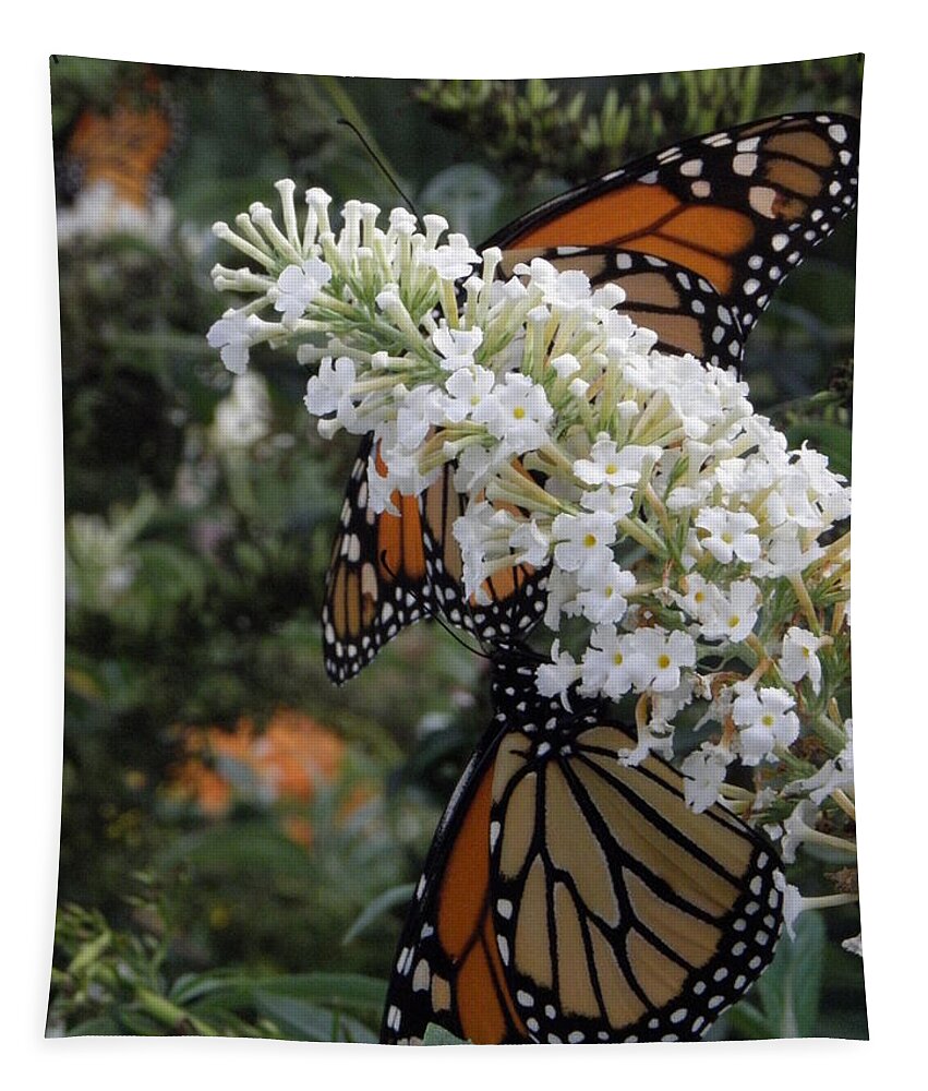 Monarch Tapestry featuring the photograph Double Beauty by Kim Galluzzo Wozniak