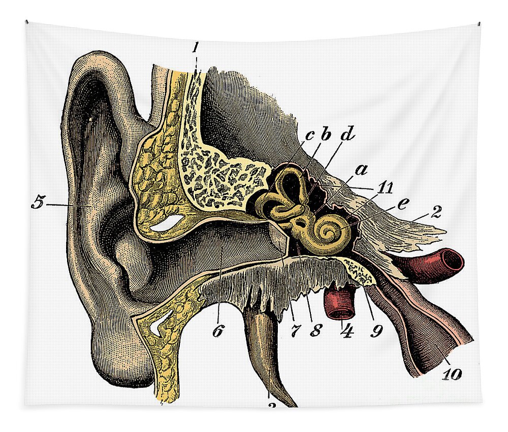 Ear Tapestry featuring the photograph Ear Anatomy #5 by Science Source