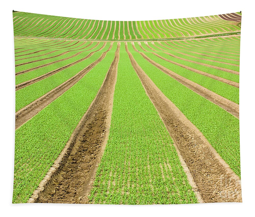 Agricultural Tapestry featuring the photograph Farmland furrows in perspective #1 by Simon Bratt