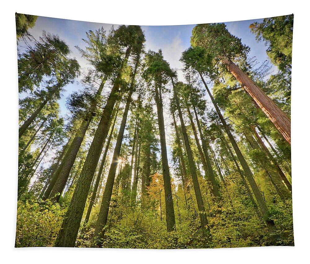 Sequoia Tapestry featuring the photograph Forest of Light #1 by Beth Sargent