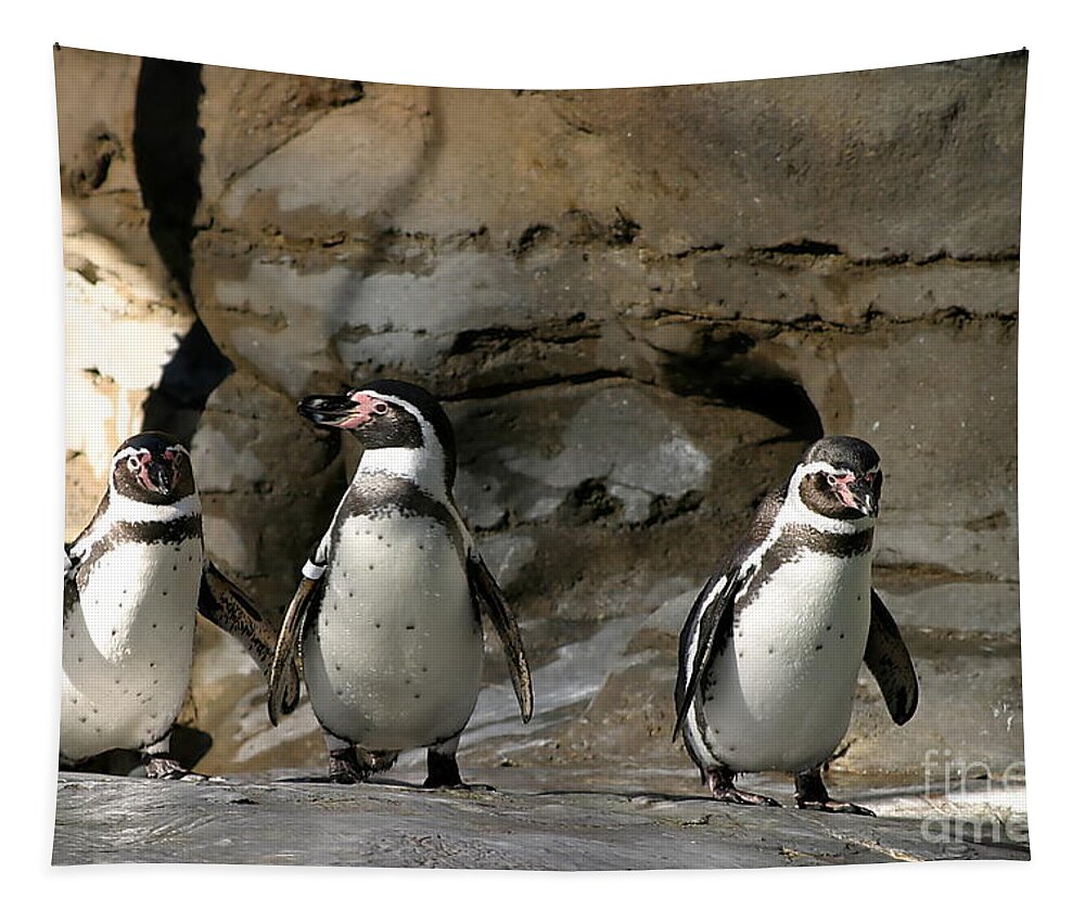 White Tapestry featuring the photograph Humboldt Penguin #1 by Henrik Lehnerer