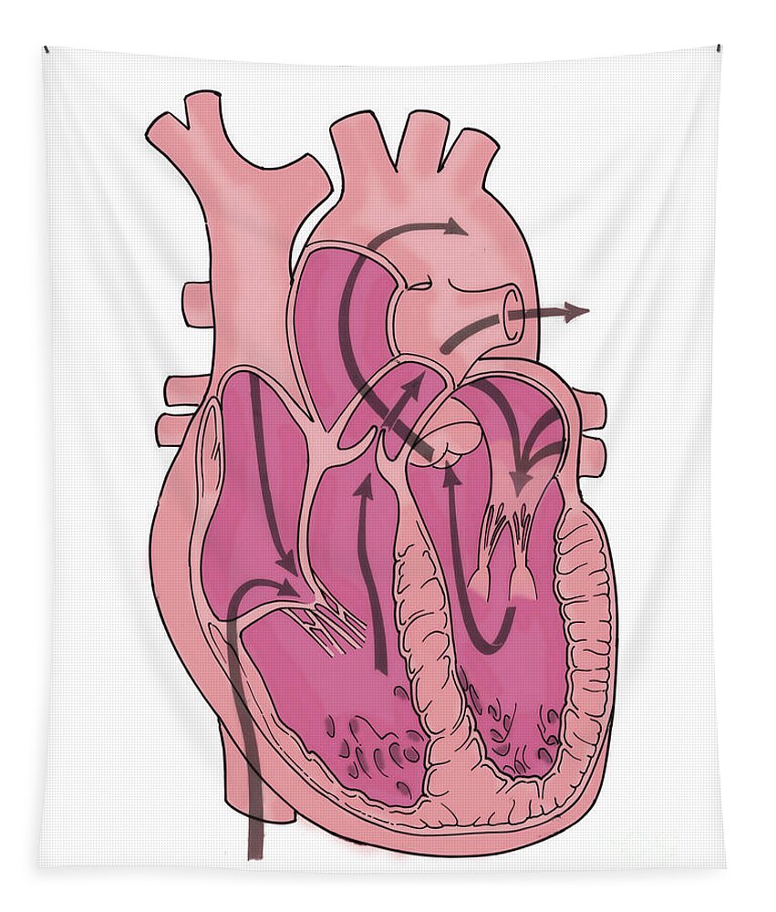Anatomy Tapestry featuring the photograph Illustration Of Coronary Circulation #1 by Science Source