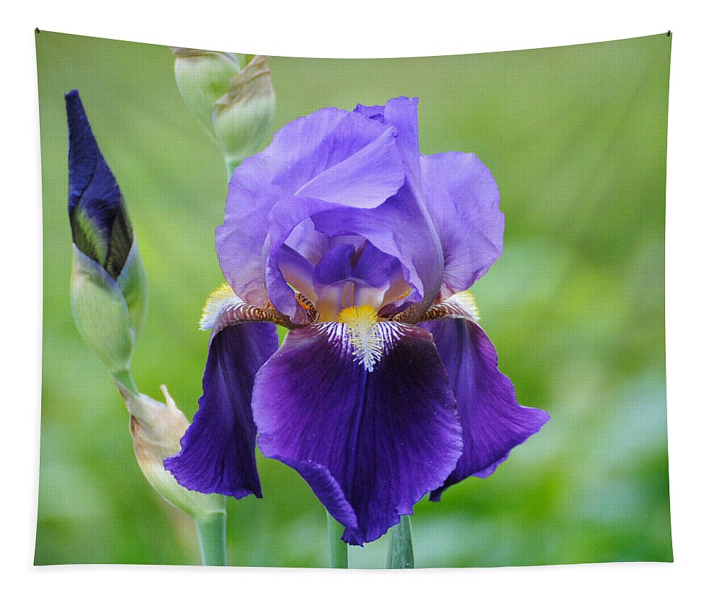 Beautiful Iris Tapestry featuring the photograph Purple and Yellow Iris by Jai Johnson