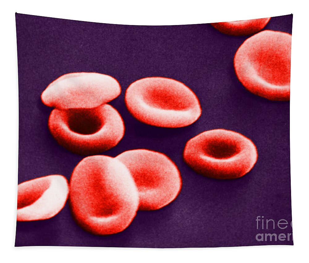 Red Blood Cell Tapestry featuring the photograph Red Blood Cells, Sem #1 by Omikron