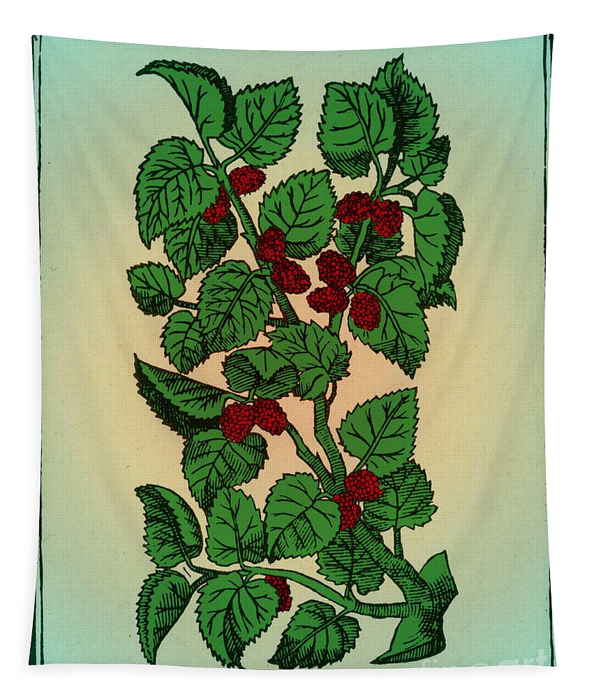 Red Mulberry Tapestry featuring the photograph Red Mulberry #3 by Science Source