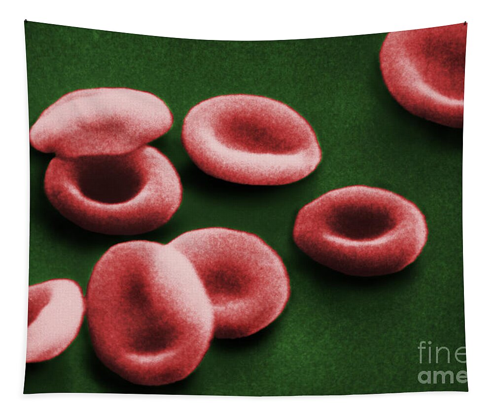 Circulatory System Tapestry featuring the photograph Sem Of Red Blood Cells #1 by Omikron