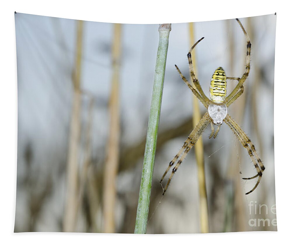 Spider Tapestry featuring the photograph Spider #1 by Mats Silvan