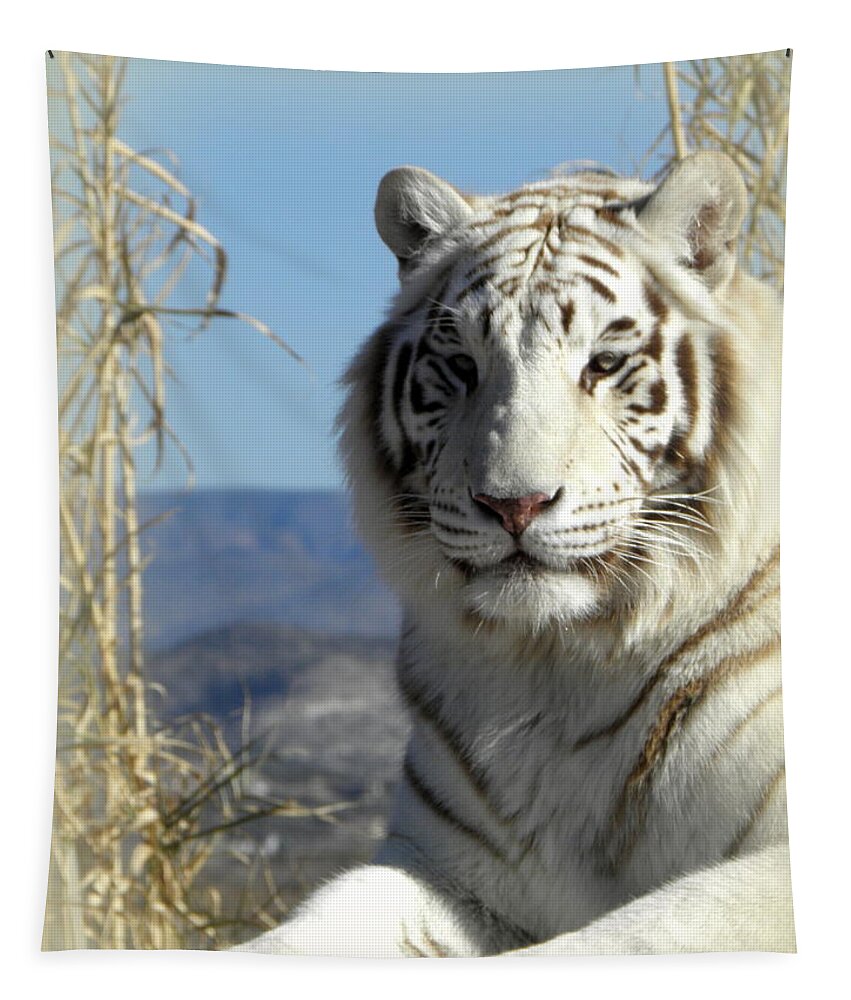 White Tiger Tapestry featuring the photograph Stare Down #1 by Kim Galluzzo