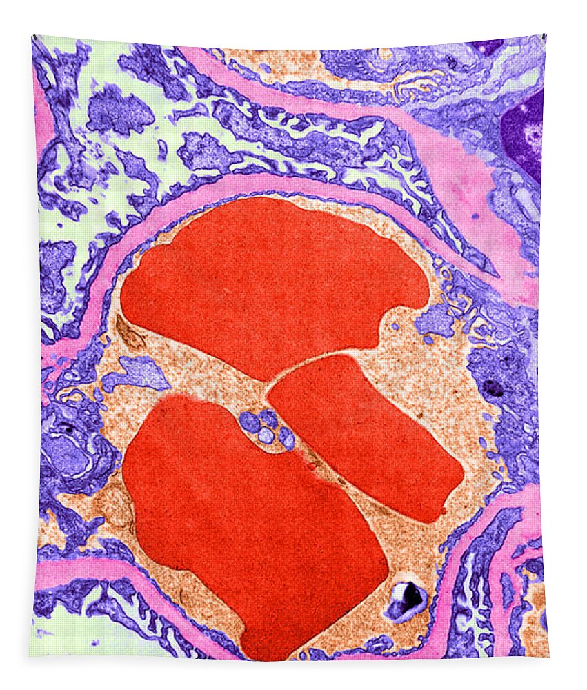 Cell Tapestry featuring the photograph Tem Of Glomerulus Capillary Loop #1 by W. Rosenberg
