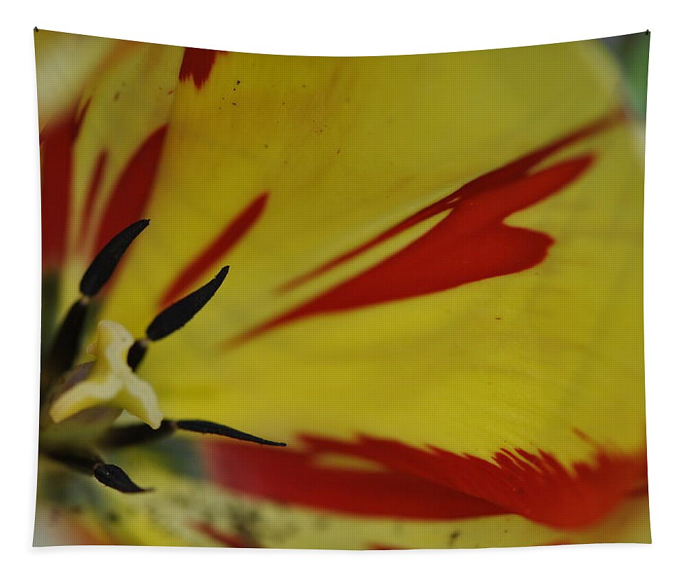 A Tulip Tapestry featuring the photograph Variegated Tulip #1 by Rob Hemphill