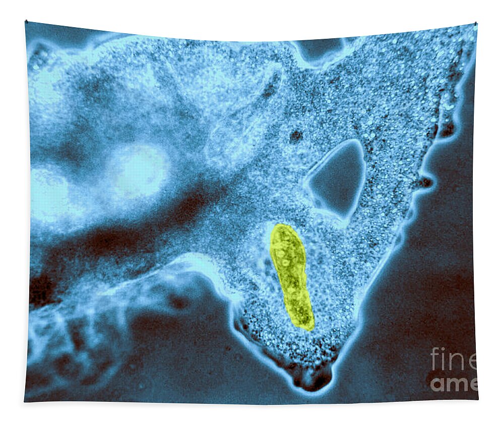 Amoeba Tapestry featuring the photograph Light Micrograph Of Amoeba Catching #10 by Eric V. Grave
