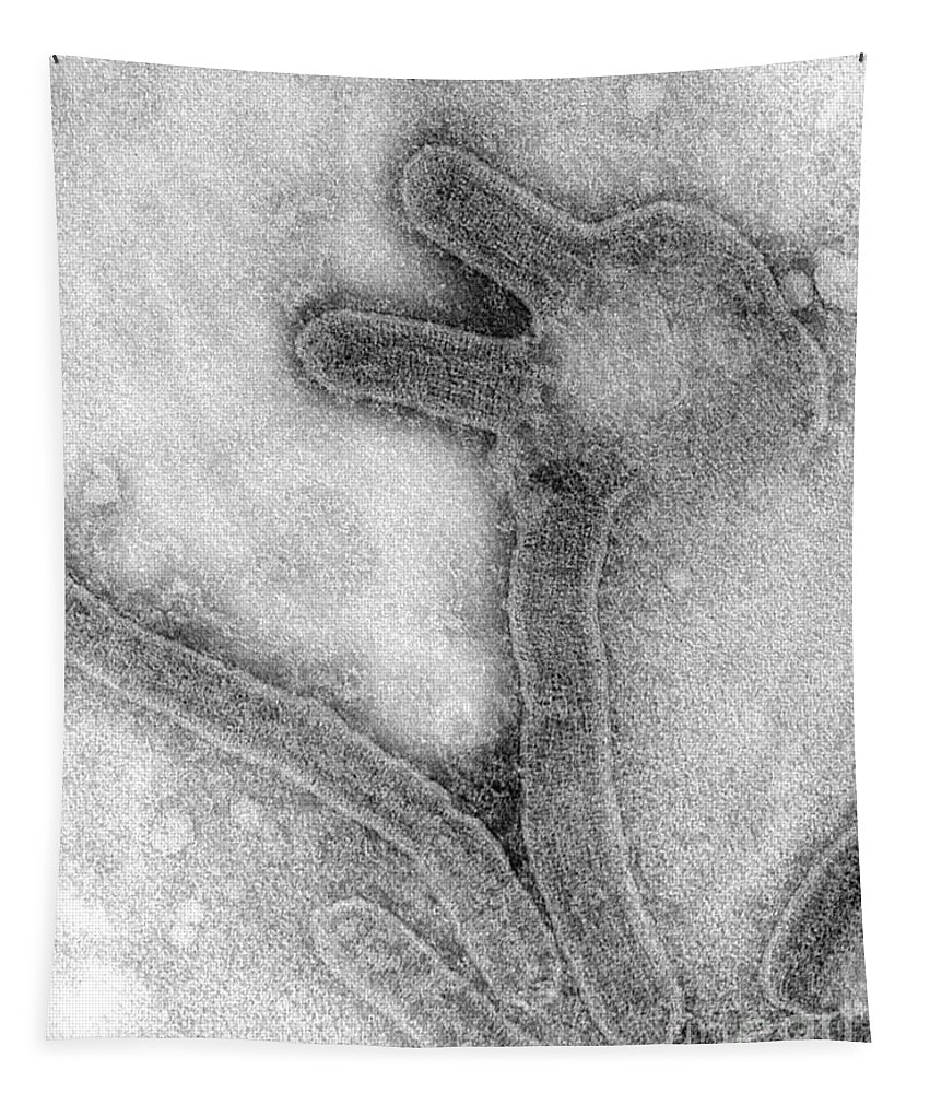 Marburg Tapestry featuring the photograph Marburg Virus, Tem #10 by Science Source