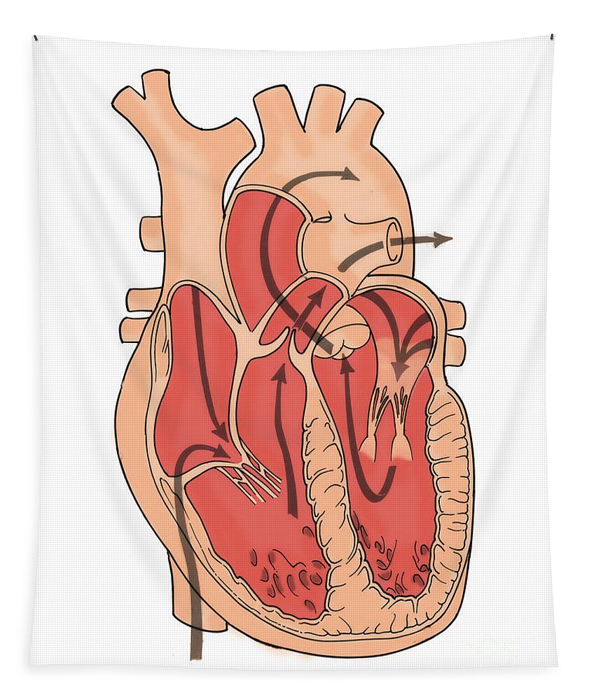 Anatomy Tapestry featuring the photograph Illustration Of Coronary Circulation #2 by Science Source