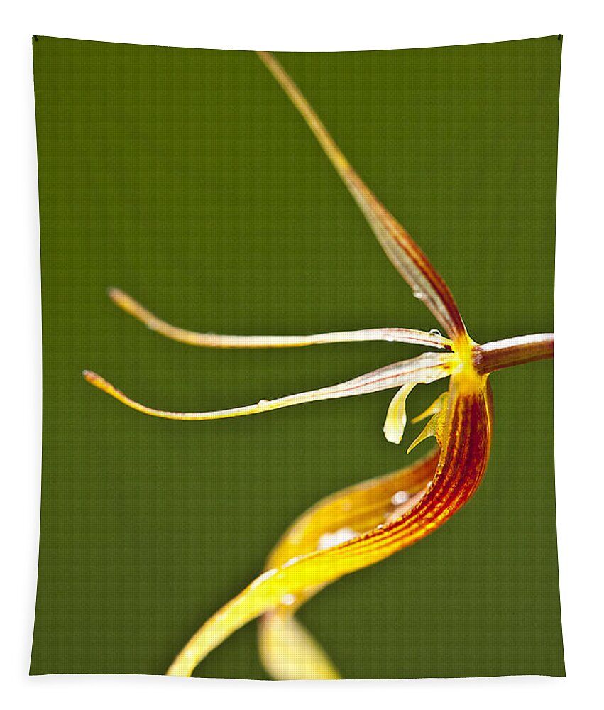 Orchid Tapestry featuring the photograph Restrepia iris orchid by Heiko Koehrer-Wagner