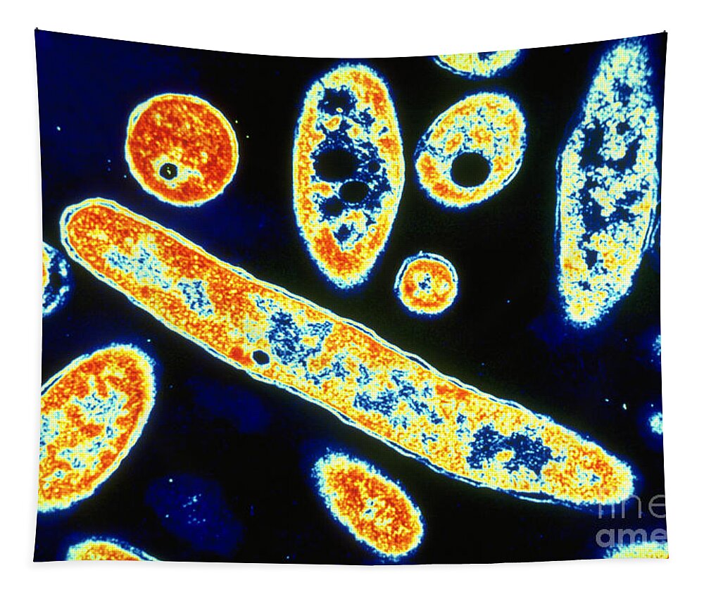 Transmitted Tapestry featuring the photograph Legionella Pneumophila #3 by Science Source