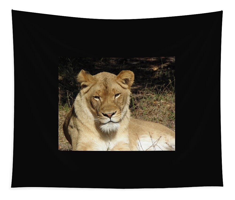 Lioness Tapestry featuring the photograph Lioness by Kim Galluzzo Wozniak