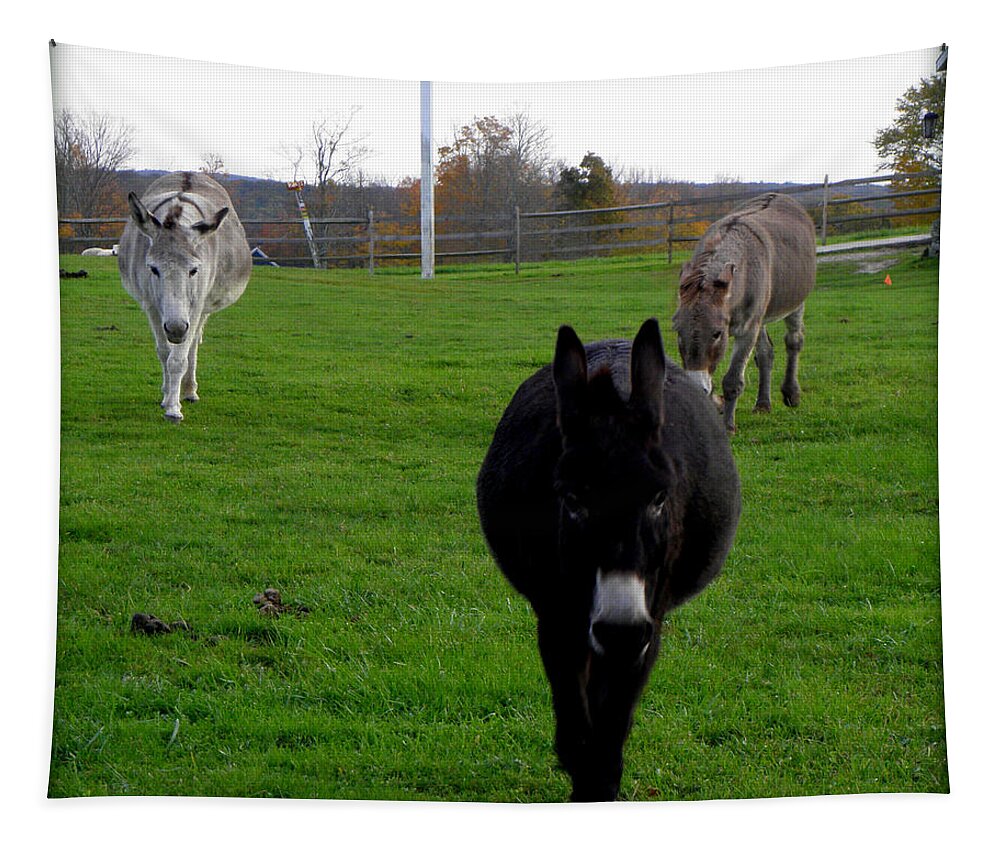Donkeys Tapestry featuring the photograph 3 Little Donkeys by Kim Galluzzo