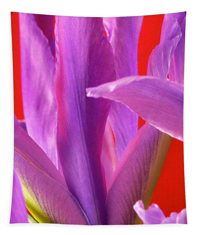 Flowers Tapestry featuring the photograph Photograph of a Dutch Iris #4 by Perla Copernik
