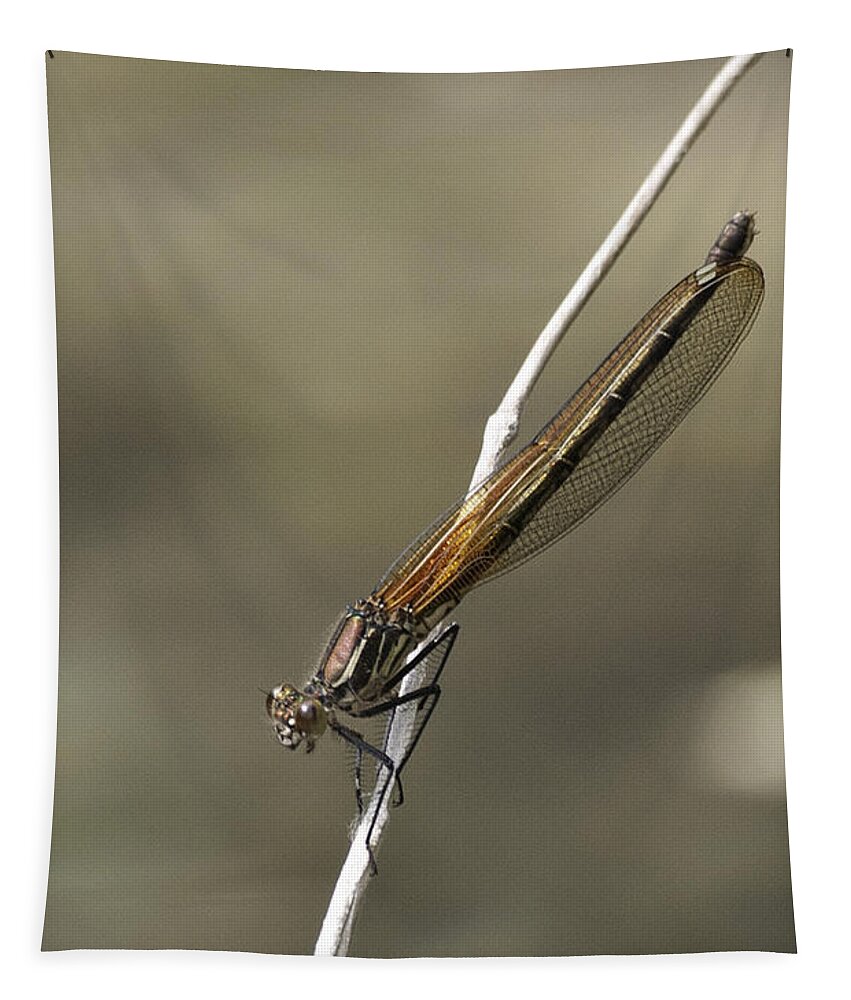 Red Bluet Tapestry featuring the photograph Red Bluet #3 by Betty Depee