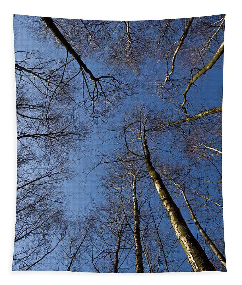 Epping Tapestry featuring the photograph Epping Forest trees #4 by David Pyatt