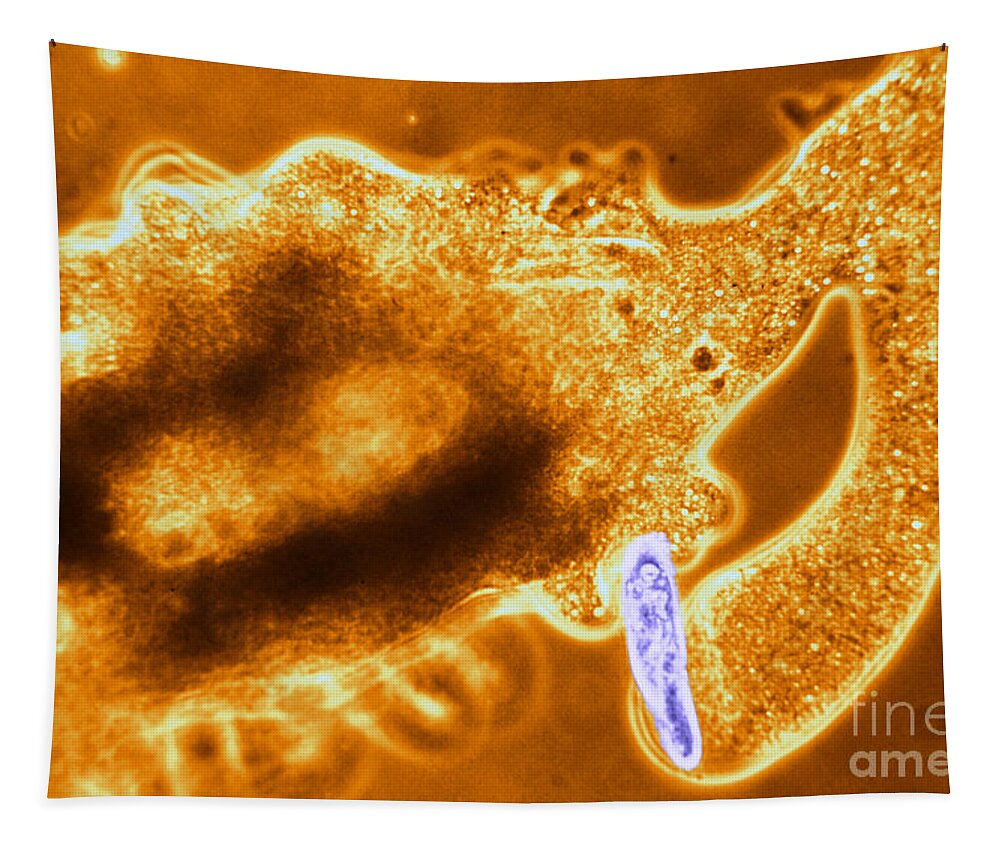Amoeba Tapestry featuring the photograph Light Micrograph Of Amoeba Catching #7 by Eric V. Grave