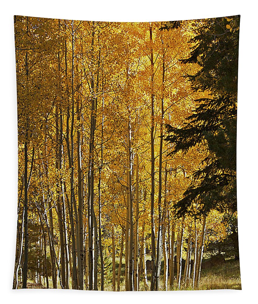 Fall Tapestry featuring the photograph A Golden Trail by Phyllis Denton