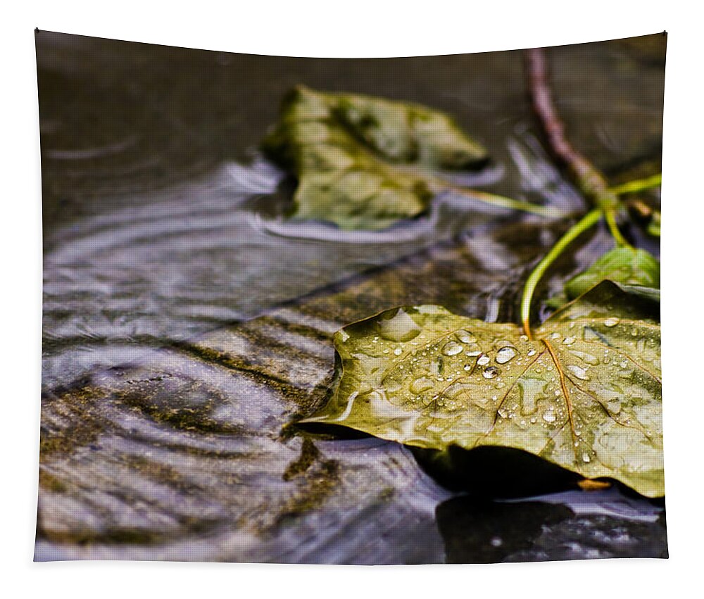 Drops Tapestry featuring the photograph A Leaf in the Rain by Lori Coleman