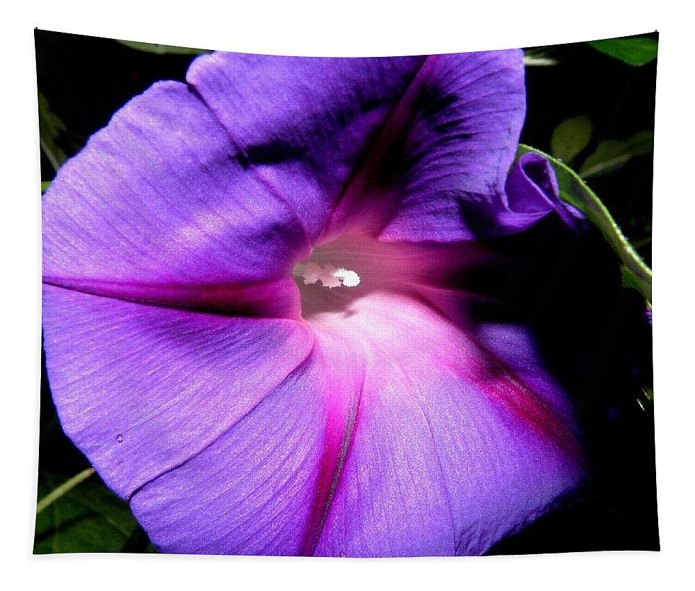Purply Tapestry featuring the photograph A Morning Full Of Glory by Kim Galluzzo Wozniak