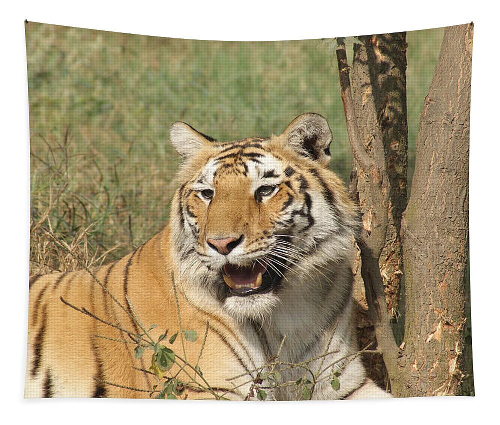 Tiger Tapestry featuring the photograph A tiger lying casually but fully alert by Ashish Agarwal