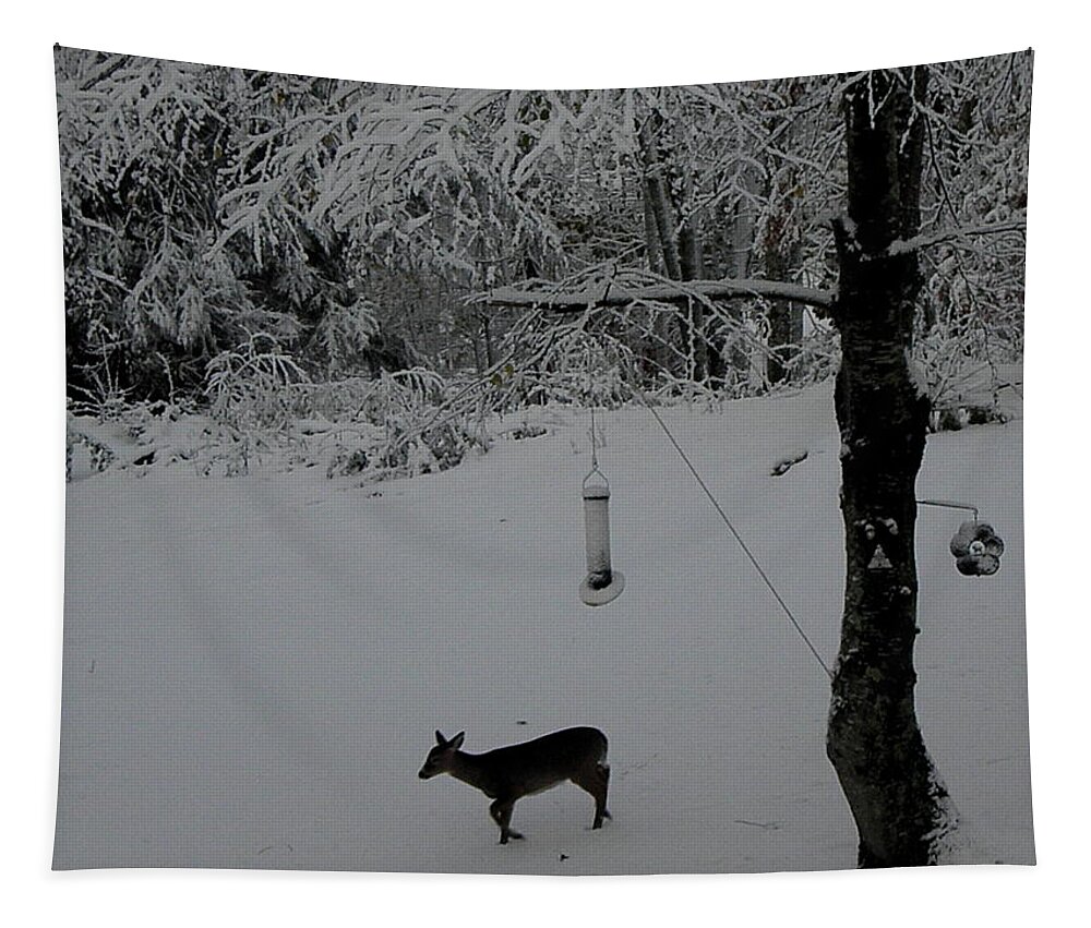 Deer Tapestry featuring the photograph All Alone In Search by Kim Galluzzo