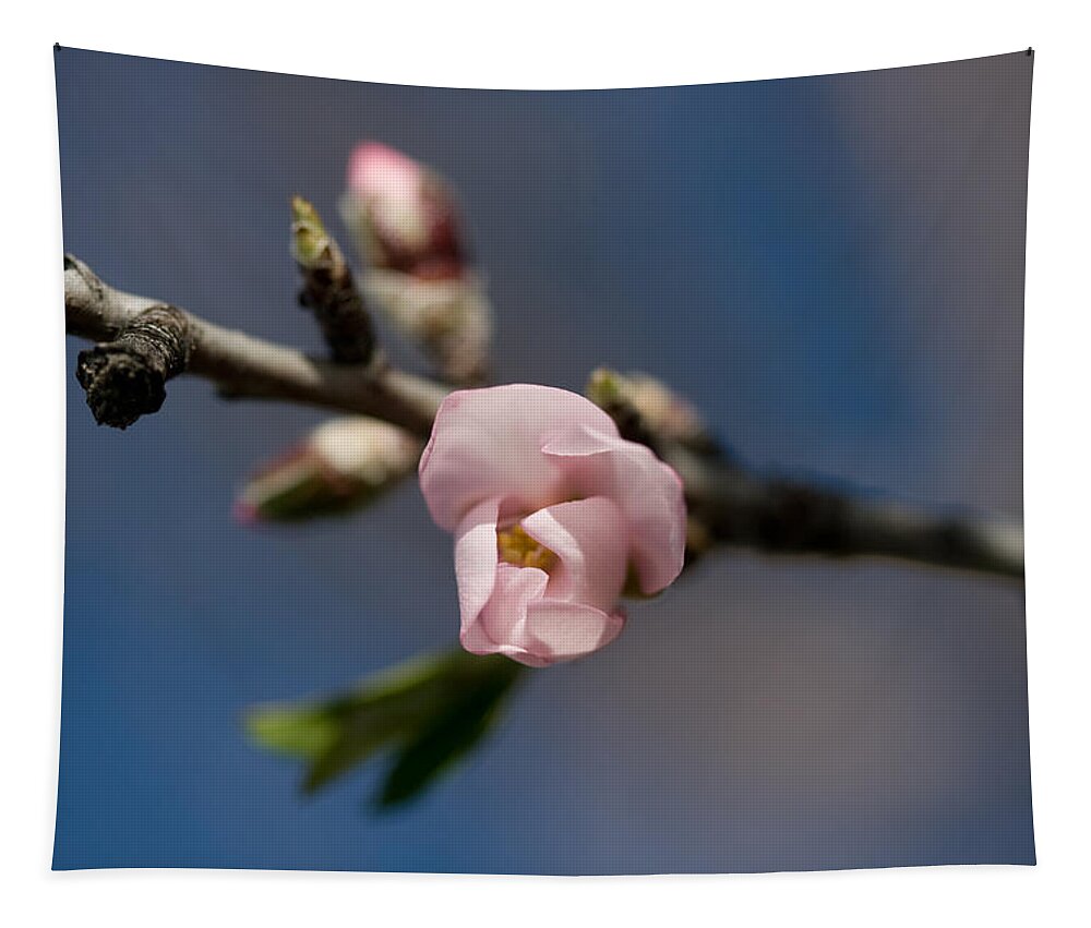Almond Tapestry featuring the photograph Almond Blossom by Ralf Kaiser