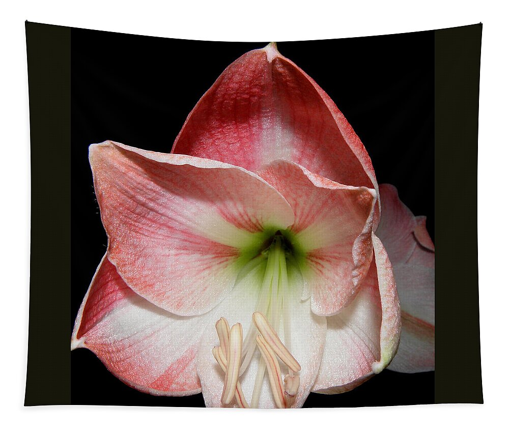 Lily Tapestry featuring the photograph Amaryllis in bloom by Kim Galluzzo Wozniak