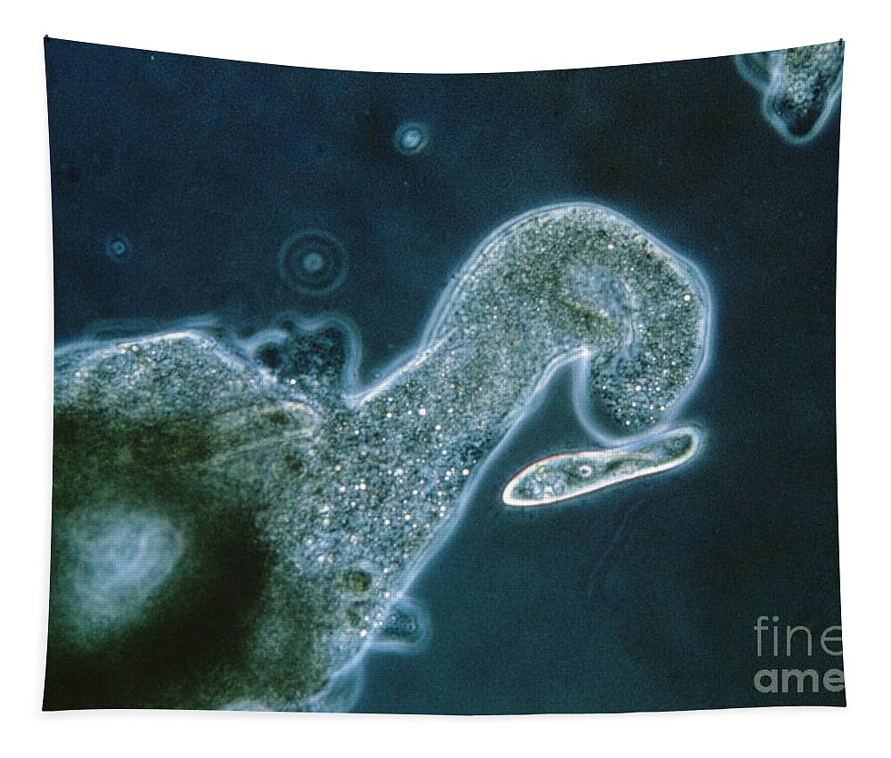 Amoeba Sp. Tapestry featuring the photograph Ameoba Catching Paramecium by Eric V. Grave
