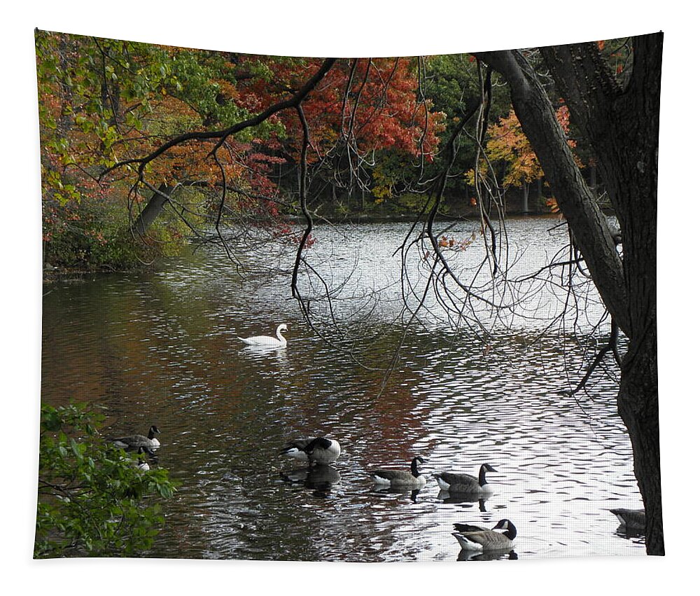 Geese Tapestry featuring the photograph An Autumn Swim by Kim Galluzzo