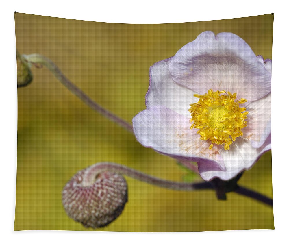 Anemone Tapestry featuring the photograph Anemone hupehensis by Matthias Hauser