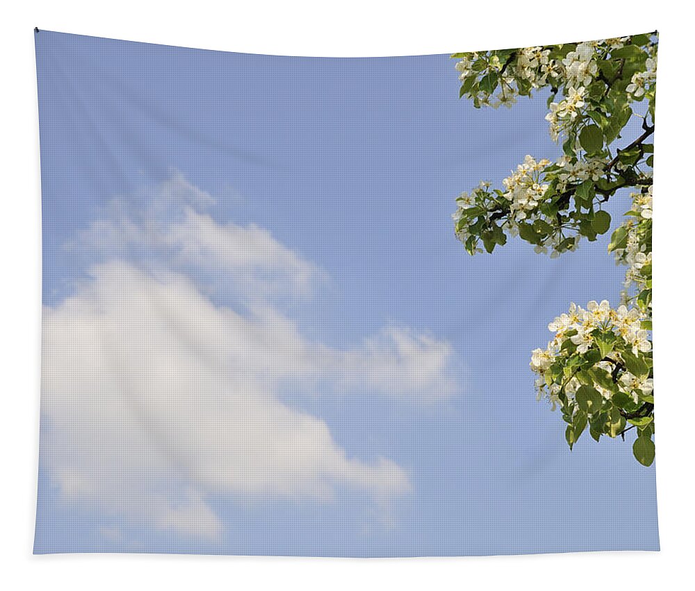Spring Tapestry featuring the photograph Apple blossom and blue sky with cloud in spring by Matthias Hauser
