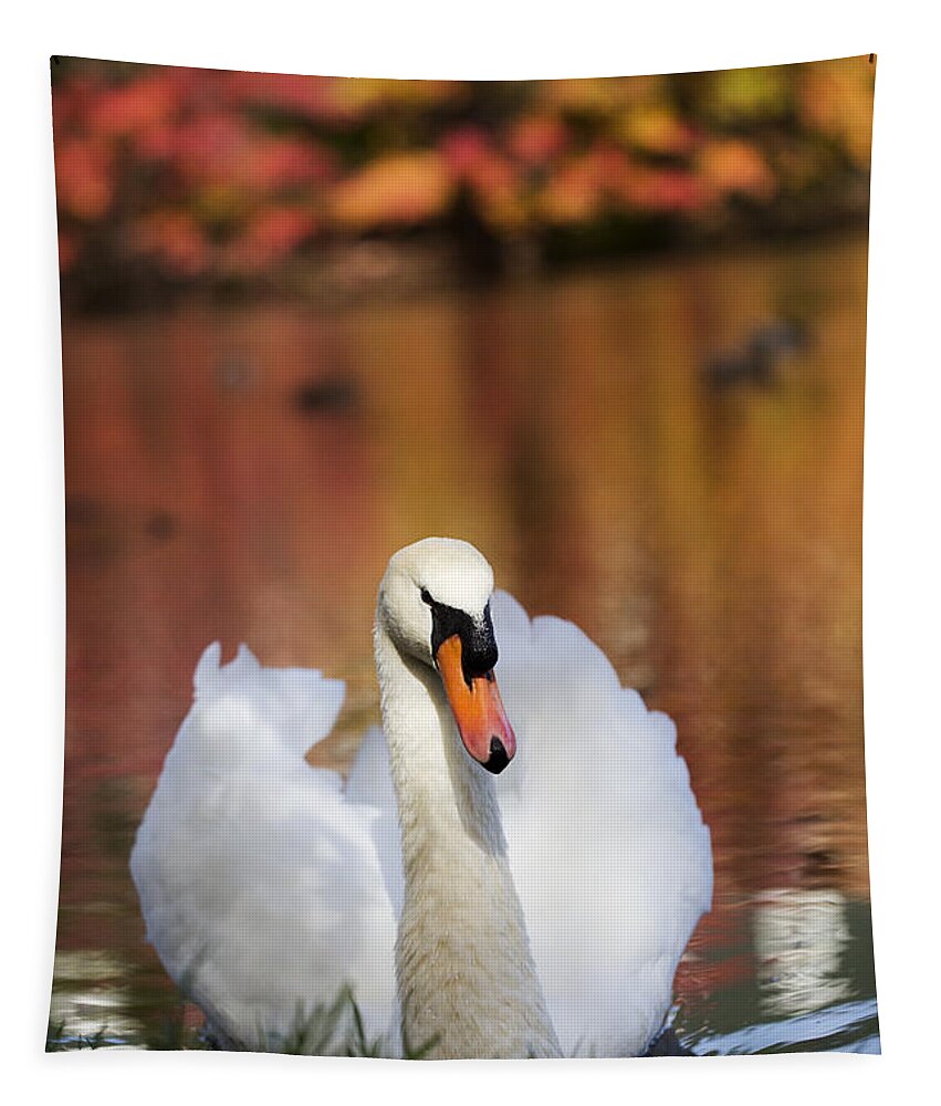 Autumn Tapestry featuring the photograph Autumn Swan by Leslie Leda